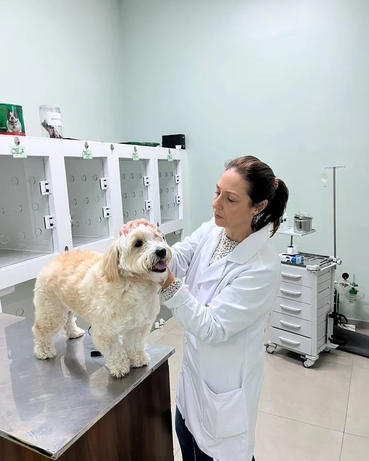 Médica veterinária examinando um cão de pelo claro sobre a mesa de atendimento.