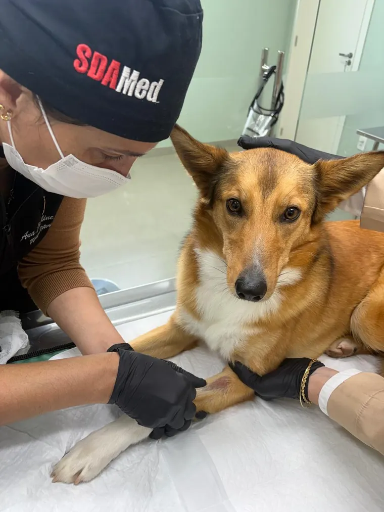 Veterinária do Recanto dos Bichos com um cão acordado na mesa do centro cirúrgico, com acesso venoso já colocado, antes do procedimento.