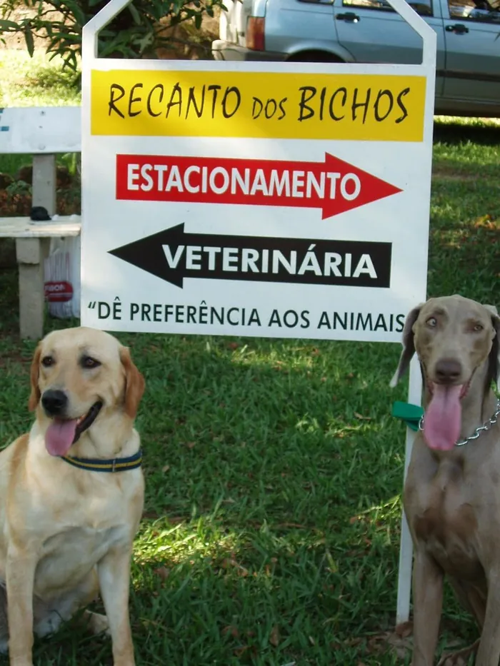 Placa de madeira escrita “Recanto dos Bichos — Veterinária” no gramado do sítio, com dois cães ao lado, em 2003.