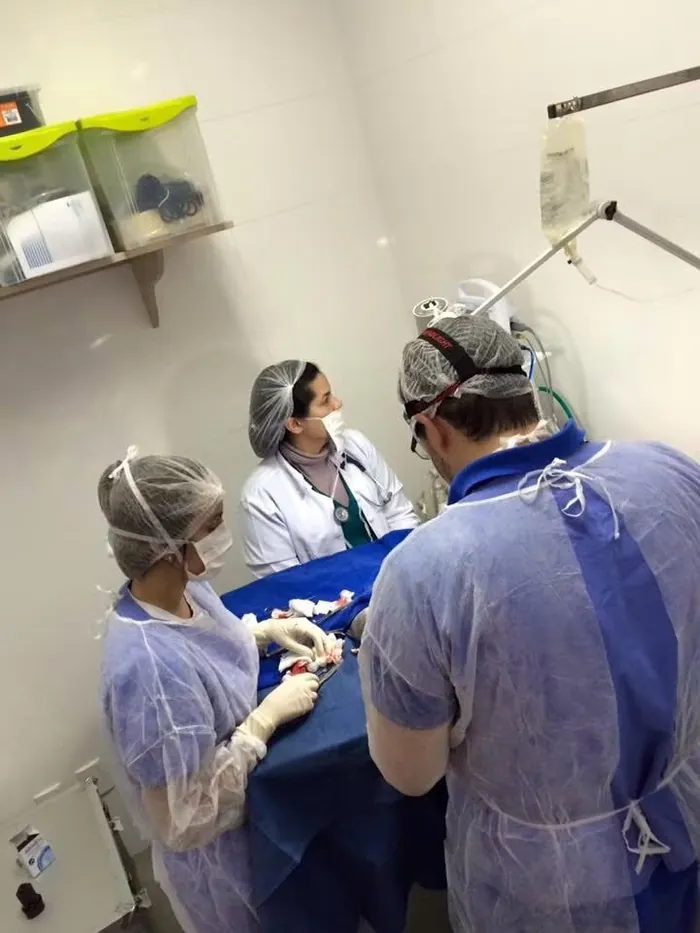 Equipe veterinária do Recanto dos Bichos em procedimento cirúrgico, com paramentação completa.
