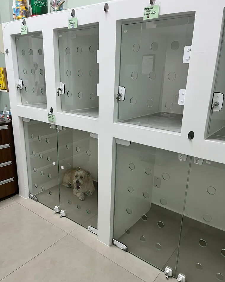 Internação da clínica, com canis de vidro individuais e um cão acomodado dentro de um deles.